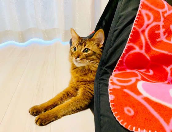 くつろぐソマリ