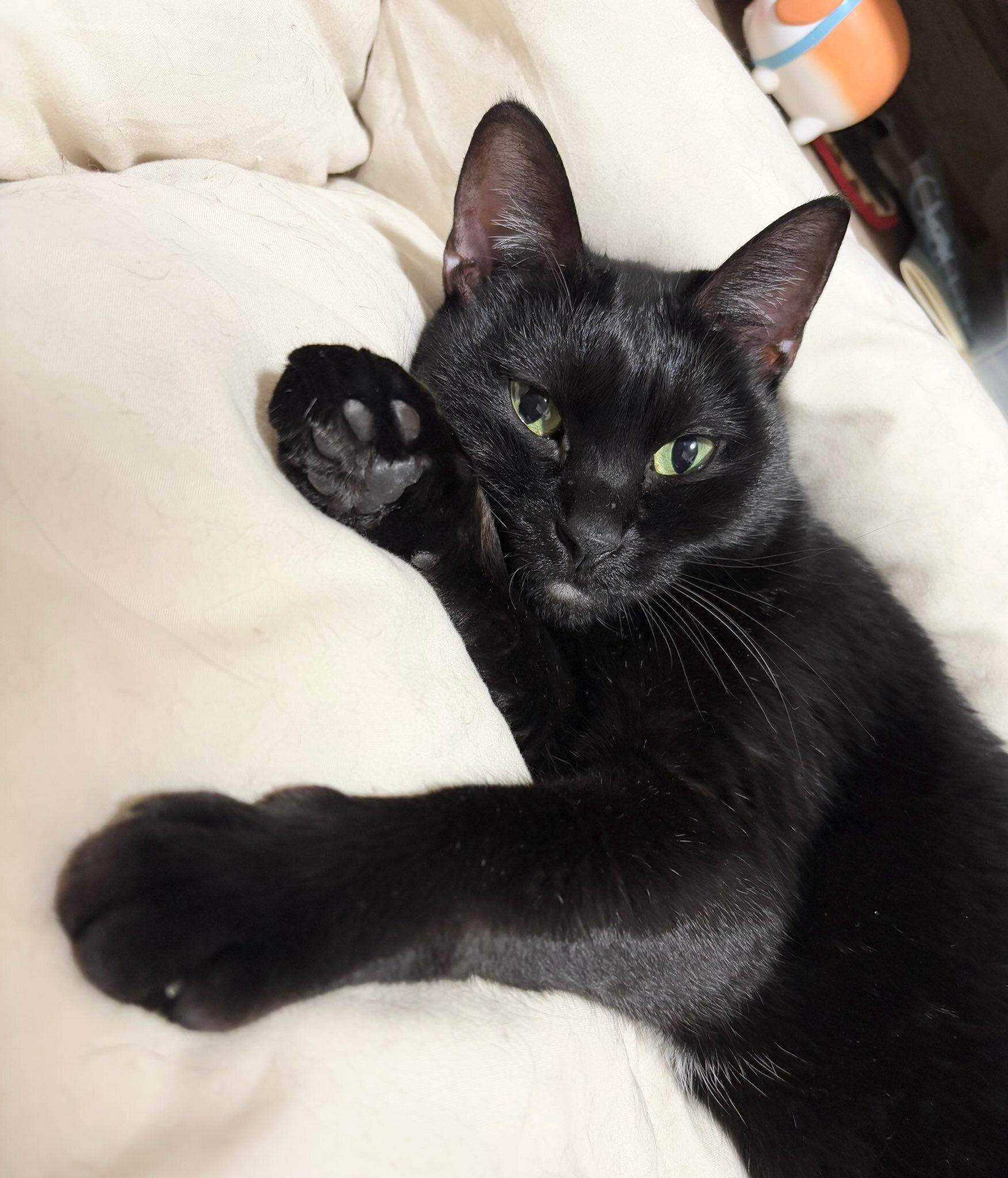 布団の上でくつろぐ猫