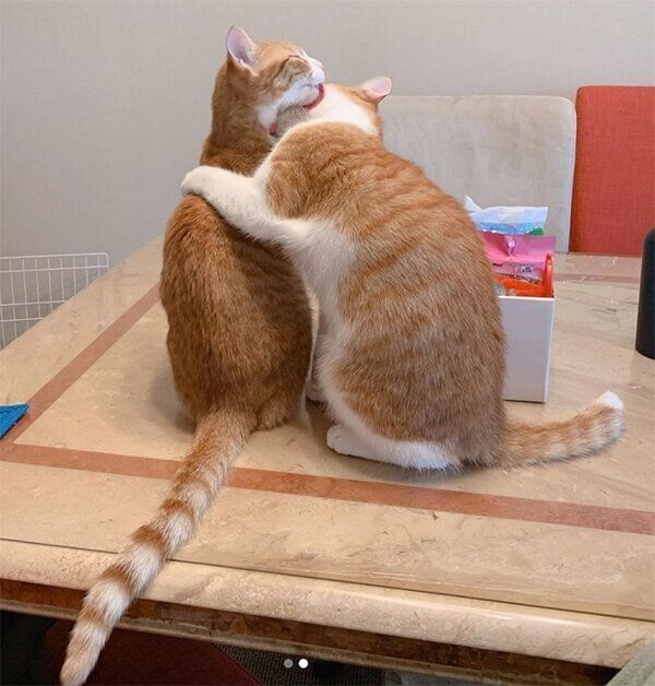 座ったままグルーミングをするむぎちゃん、みそちゃん