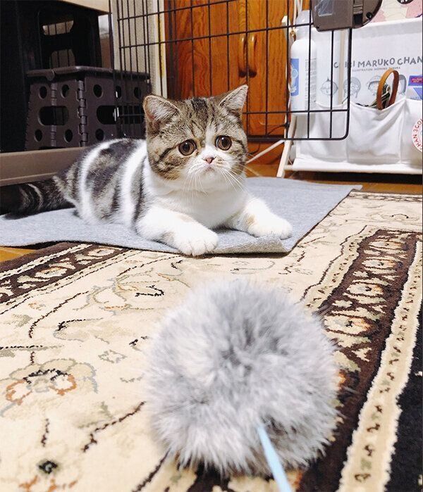 こねまるちゃん