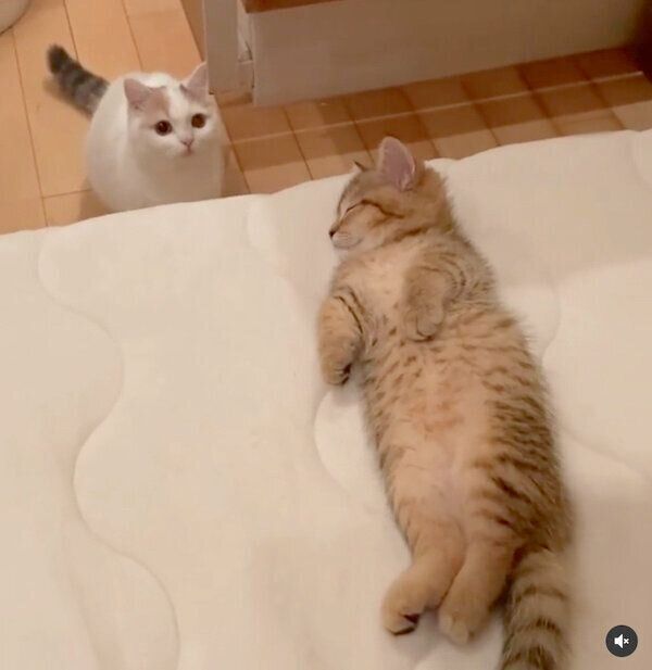 にぼしちゃんの寝込みを襲おうとするしらすちゃん