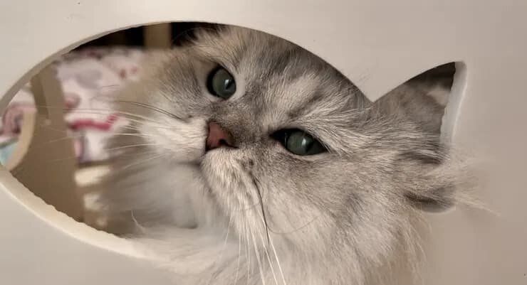 ねこのきもち『きもちテラス』で本テーマにコメントされた写真です。