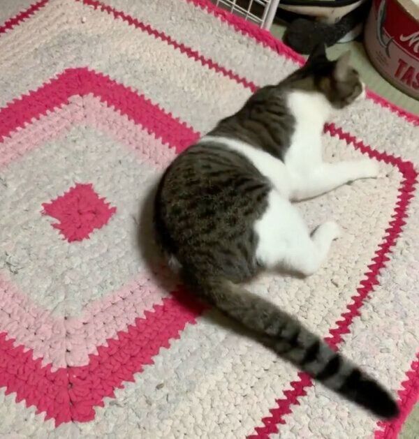 起き上がるにゃんにゃんちゃん