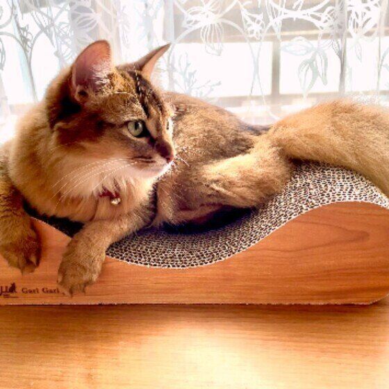 ソマリの六花ちゃん♪