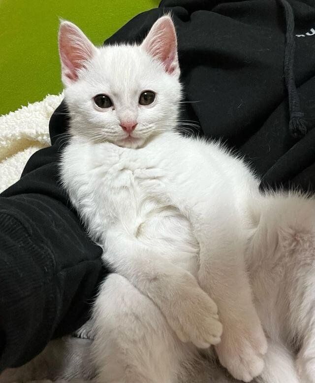 くつろぐむぎくん