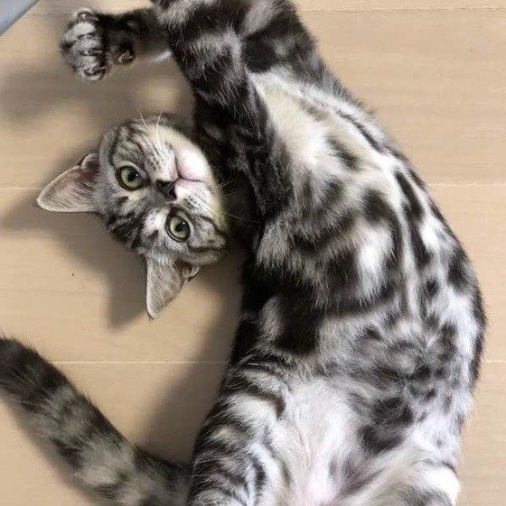 ヘソ天するアメリカンショートヘア