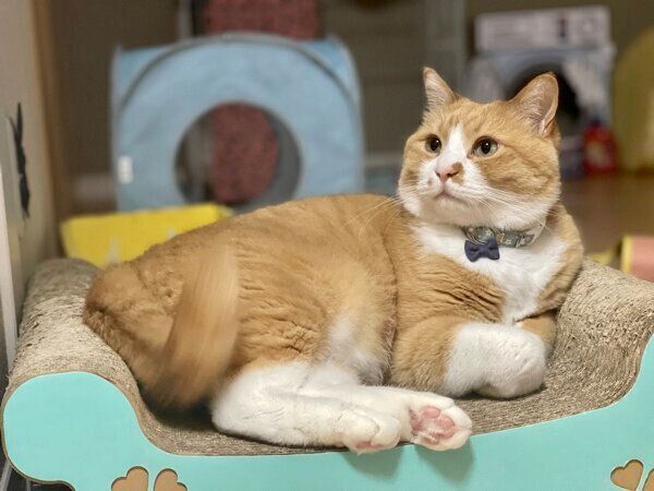 くつろぐさんてくん