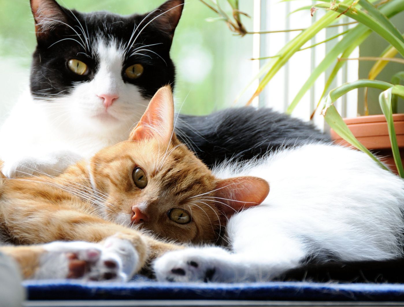 猫は交尾をしなければ排卵しない 人のような 生理 はない 猫の発情とは ねこのきもちweb Magazine 猫は交尾をしなければ排卵しない 人のような 生理 はない 猫の発情とは ねこのきもちweb Magazine