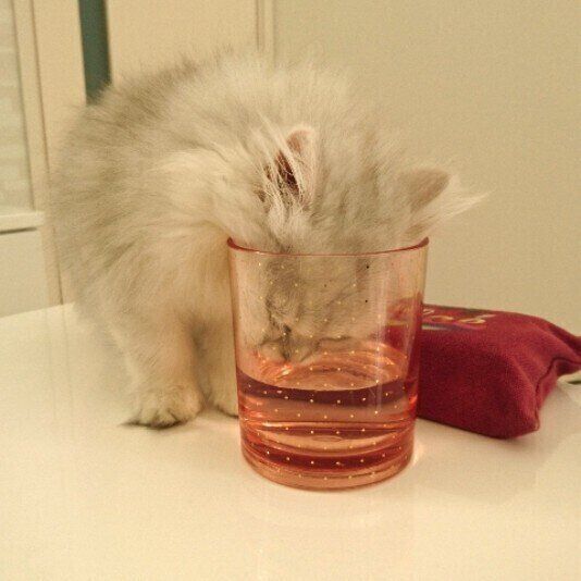 水を飲むペルシャ