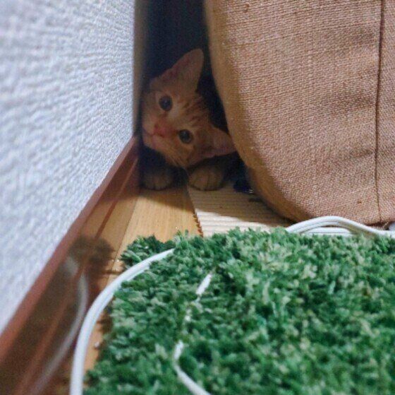 インターホンの音に驚いて隠れるこはくくん