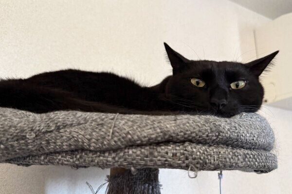キャットタワーで横長になるシャオくん