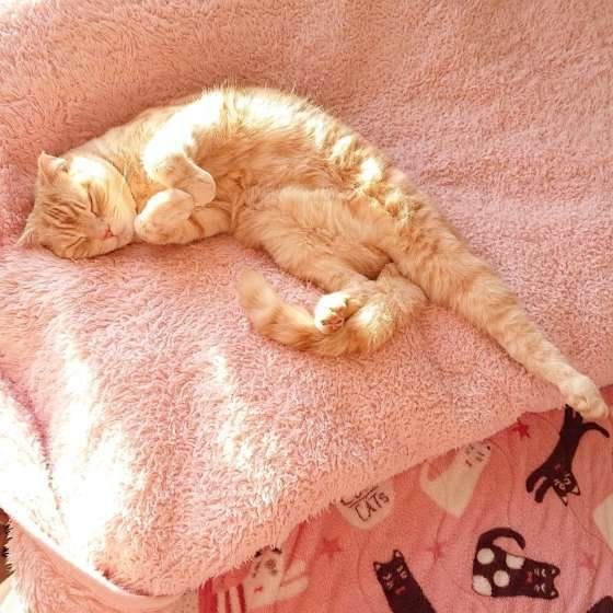 眠るスコティッシュフォールド