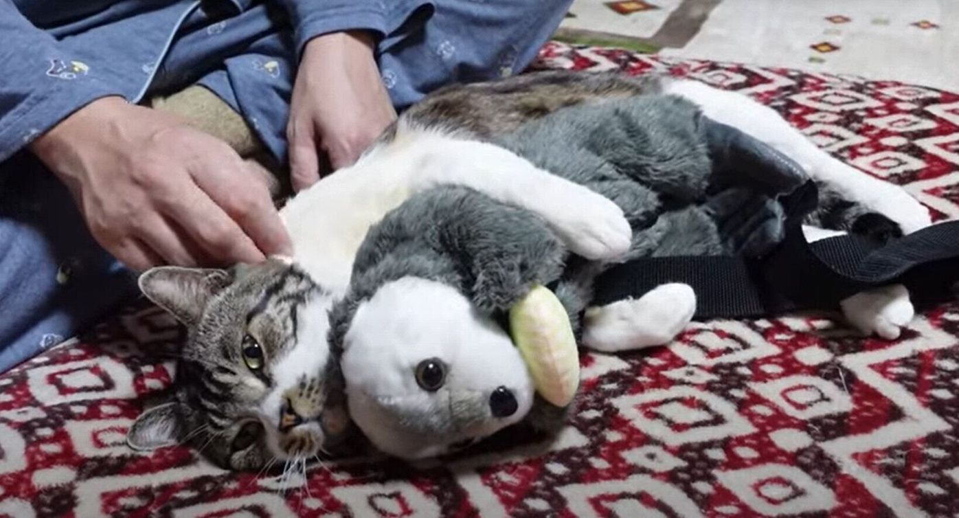 新しくできたラッコのお友達 だっこして仲良く添い寝をする猫 ねこのきもちweb Magazine 新しくできたラッコのお友達 だっこして仲良く添い寝をする猫 ねこのきもちweb Magazine