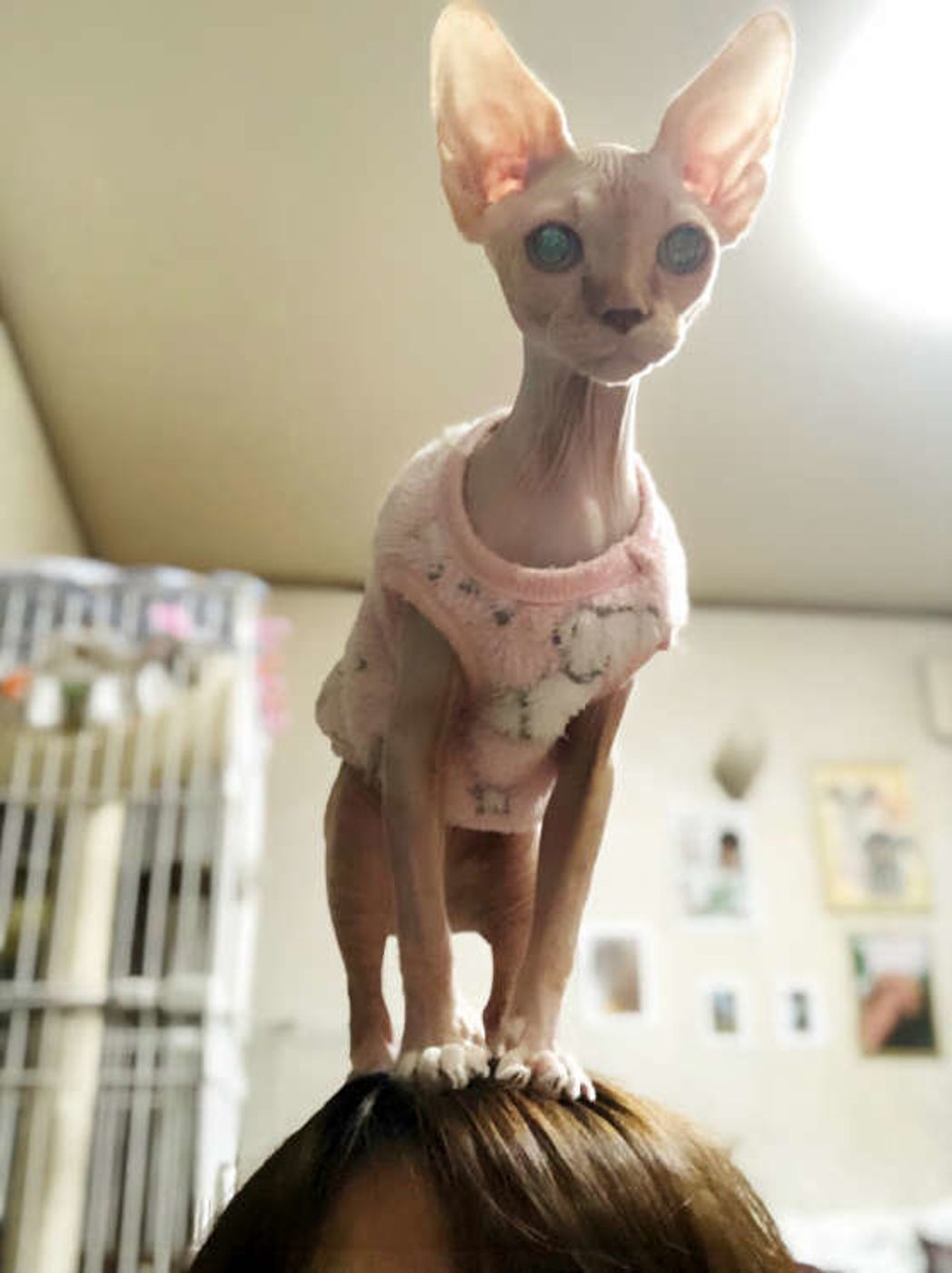 一度見たら忘れられない 毛のない猫 スフィンクス の謎 ねこのきもちweb Magazine 一度見たら忘れられない 毛のない猫 スフィンクス の謎 ねこのきもちweb Magazine