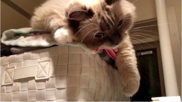 グーパーニャンコ