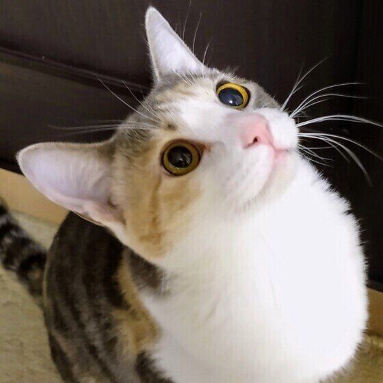 MIXミケのももちゃん