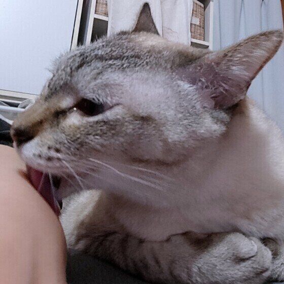 飼い主さんの手をペロペロするキジトラ猫