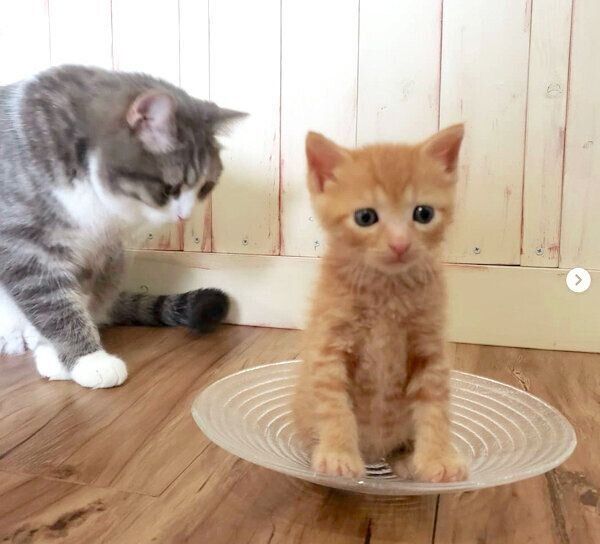 お皿の上に座るトロくんと、後ろで見守るシオくん