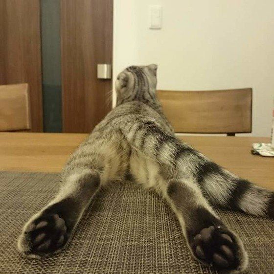 ねこのきもち投稿写真ギャラリー