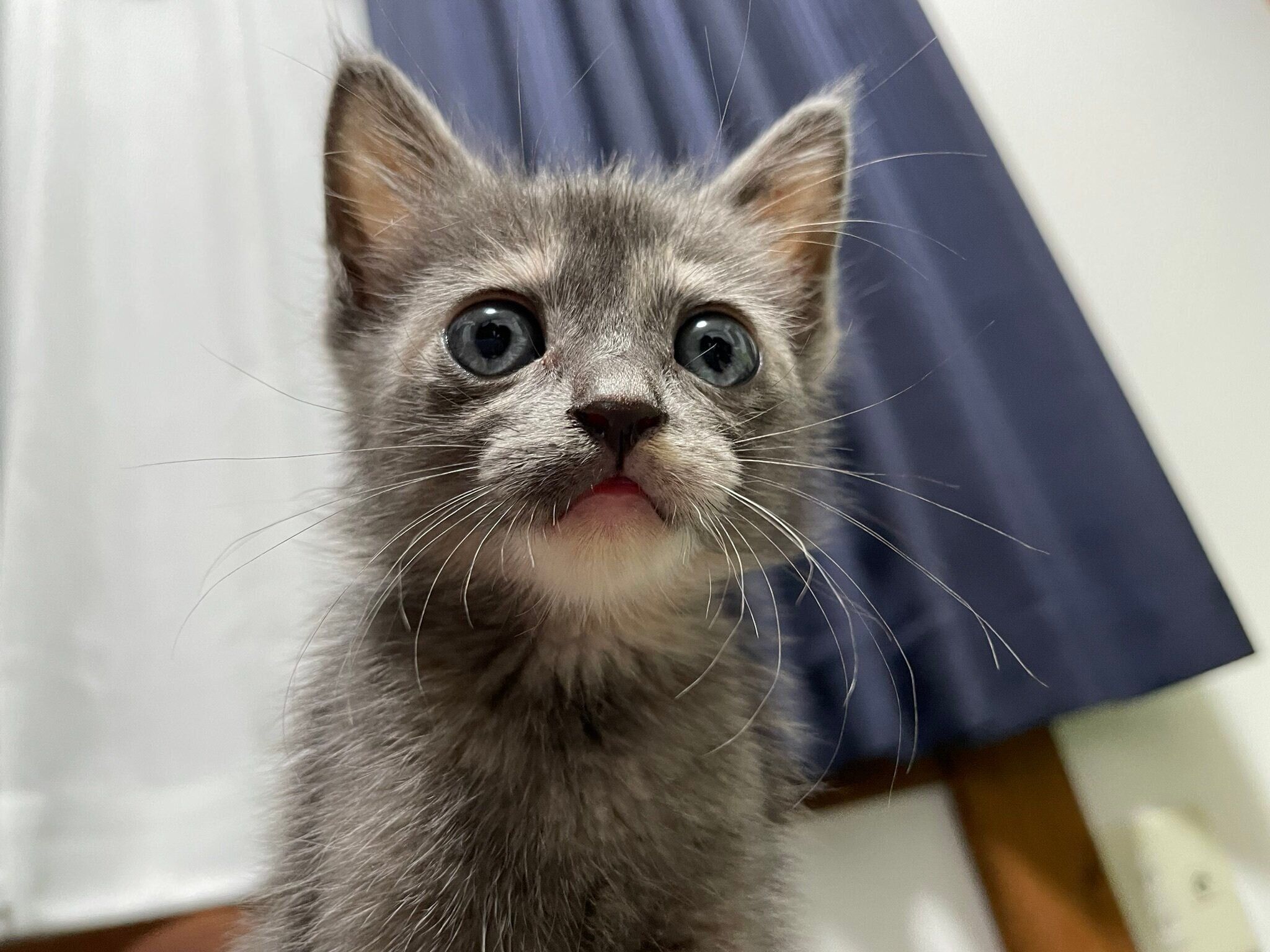 保護から1週間後の子猫