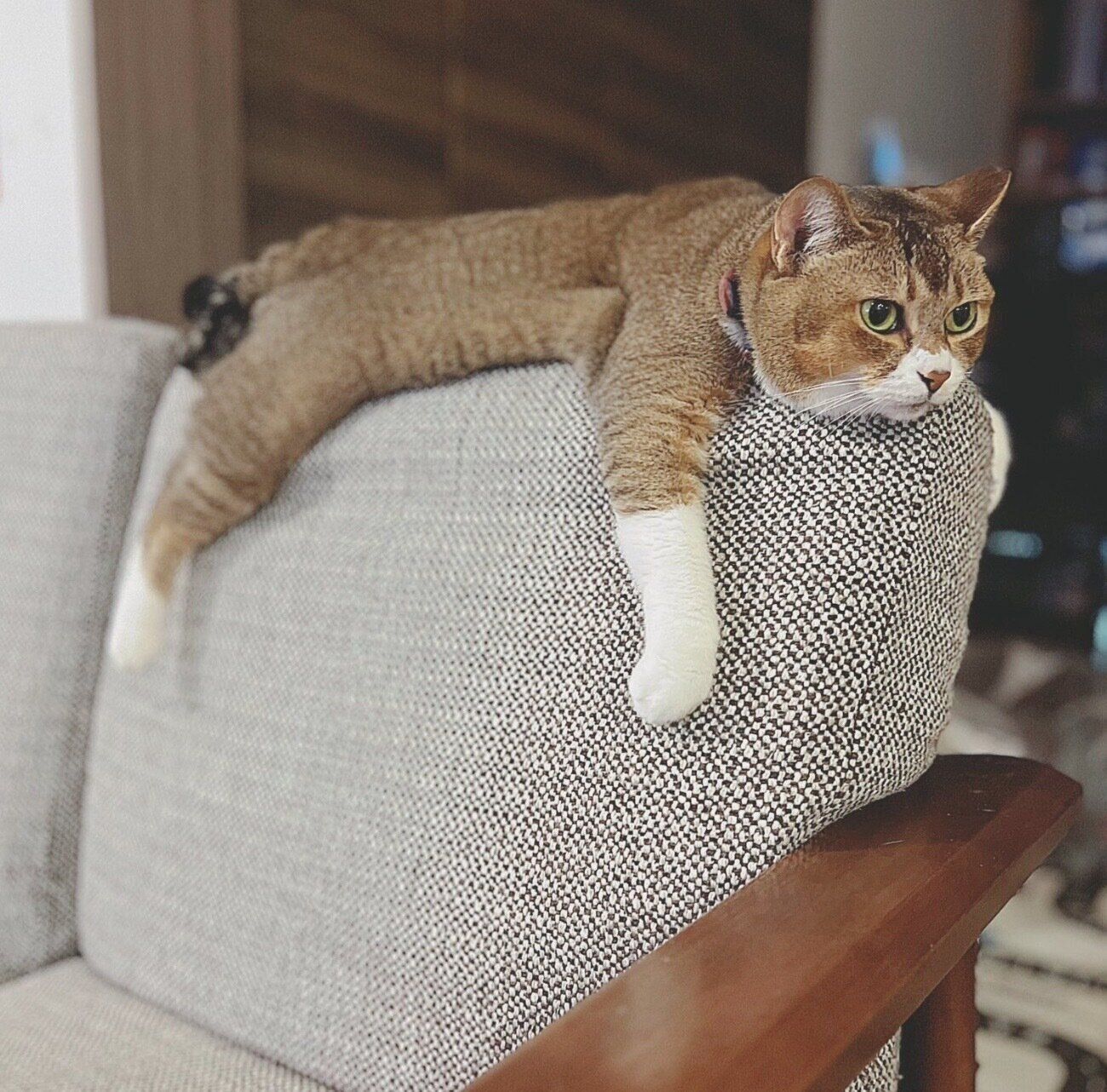 ソファの背もたれの部分でくつろぐおこめちゃん