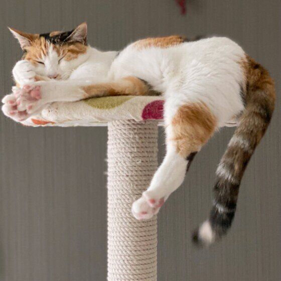 キャットタワーで眠る三毛猫