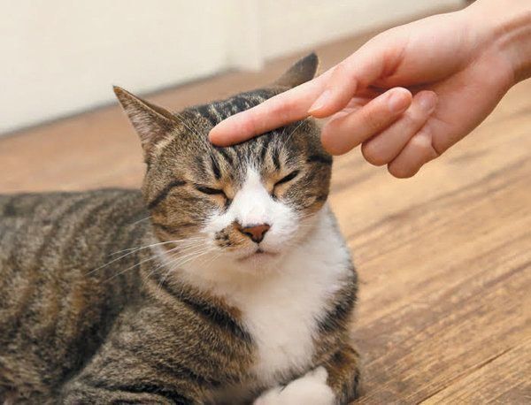 撫でてもらう猫