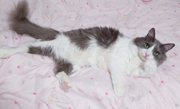 飼い主さんのことを見つめるいーくん