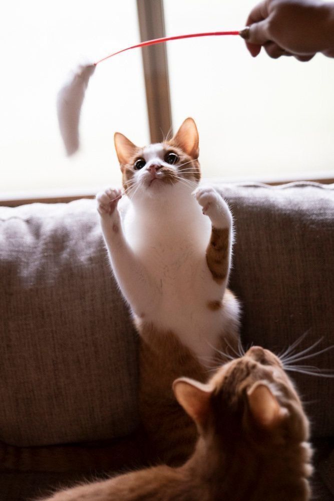 画像／2019年3月号「こんなとき噛まれたランキング」