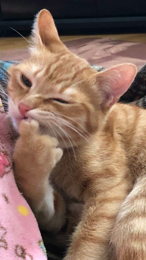 爪を噛むMIXのバロンくん