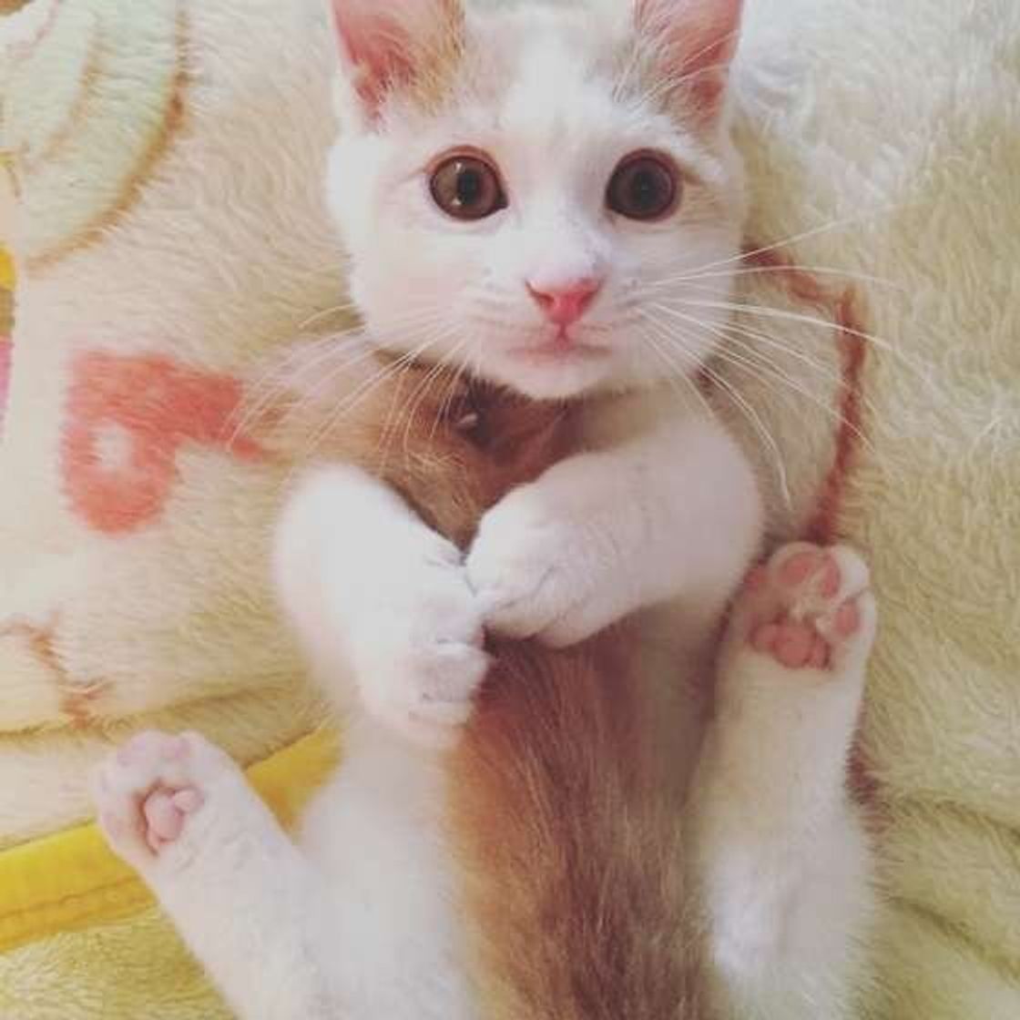 気がついたらなくなっている 猫が飼い主の物やおもちゃを隠したがるワケ ねこのきもちweb Magazine 気がついたらなくなっている 猫が飼い主の物やおもちゃを隠したがるワケ ねこのきもちweb Magazine