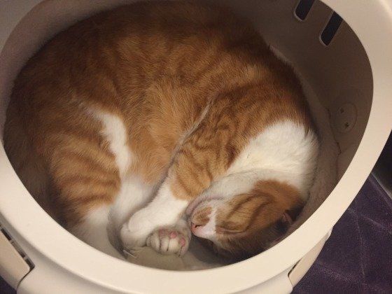 キャリーケースに入る猫