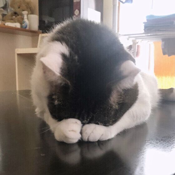 MIX黒×白のラブくん