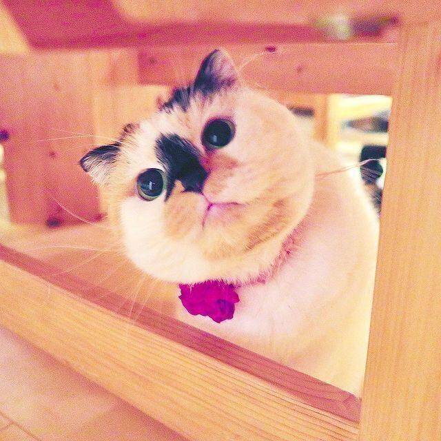 まん丸お目目の猫