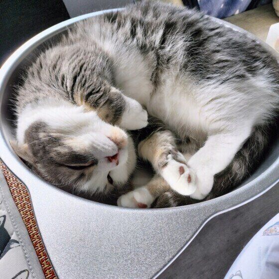 猫鍋の中で眠る猫