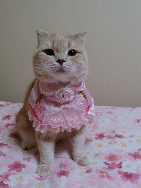 ミルちゃん  スコティッシュフォールド 