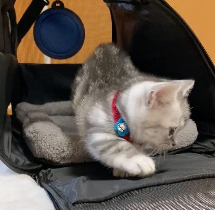 お迎え初日のあんみつちゃん