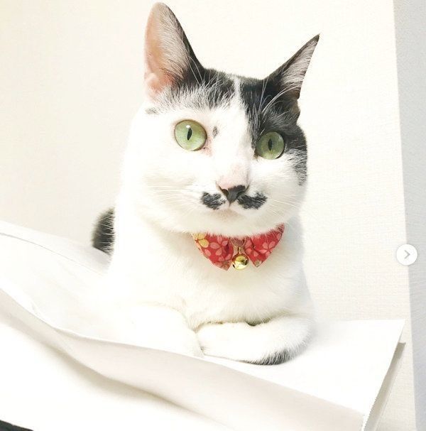 おヒゲがチャームポイントの元保護猫・ランちゃん