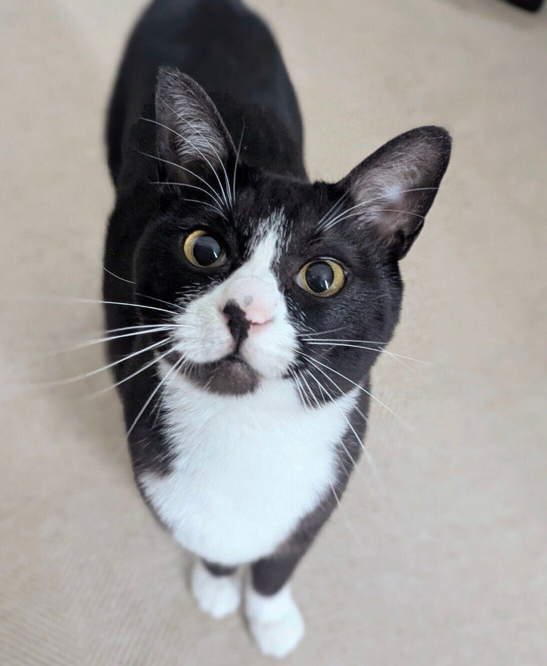 宅急便のお兄さんに爆速でなでられに行こうとする天ちゃん