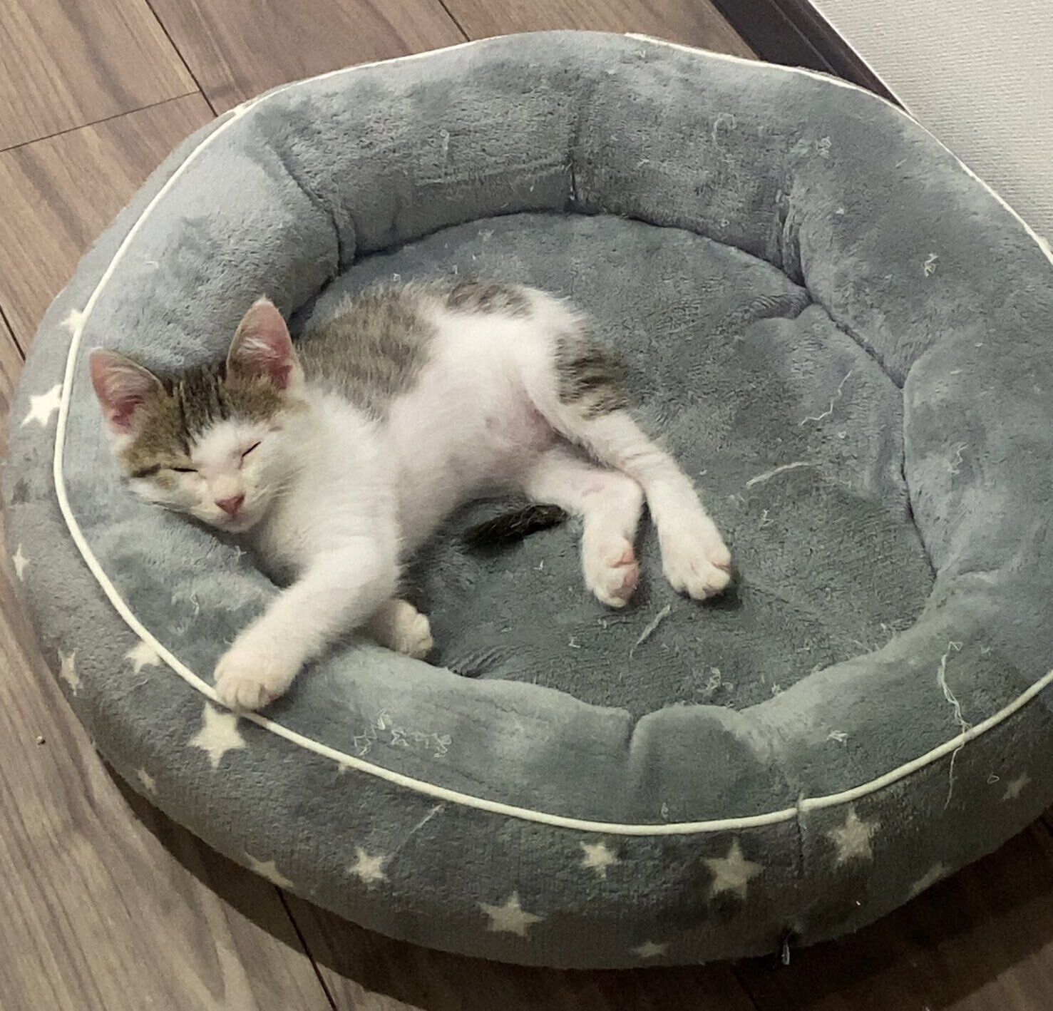 ベッドしーちゃん