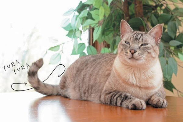 しっぽでわかる猫の気持ち