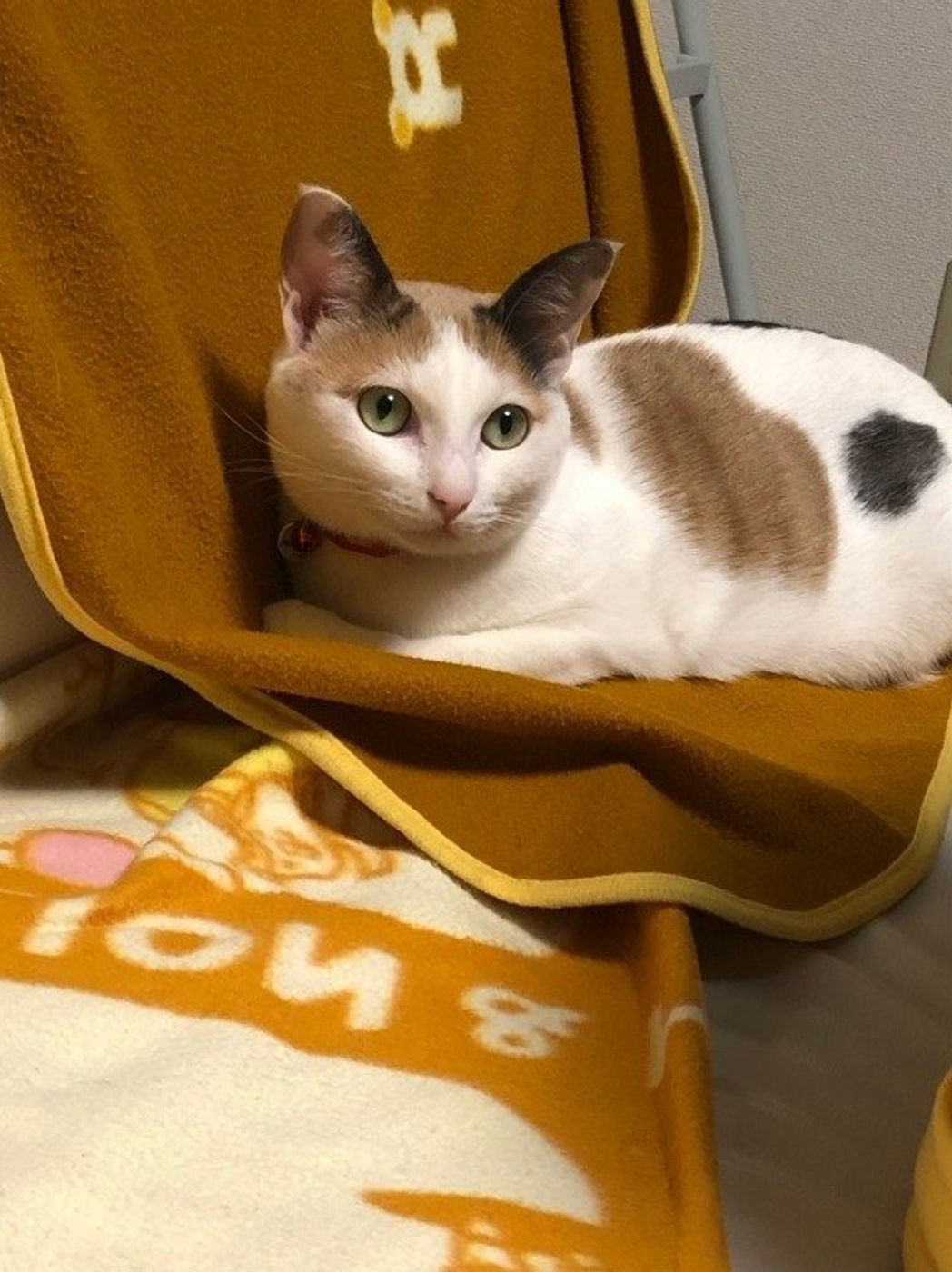 画像つき かわいくて魅力的な三毛猫 上手な飼い方と豆知識をご紹介 ねこのきもちweb Magazine 画像つき かわいくて魅力的な三毛猫 上手な飼い方と豆知識をご紹介 ねこのきもちweb Magazine