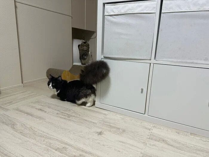 モッフモフでフッサフサのしっぽ