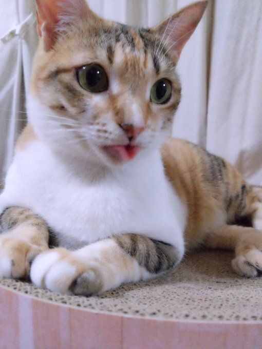 舌を出している猫