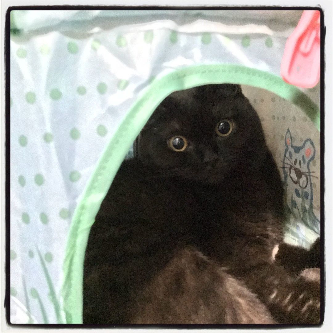 テントでくつろぐ猫