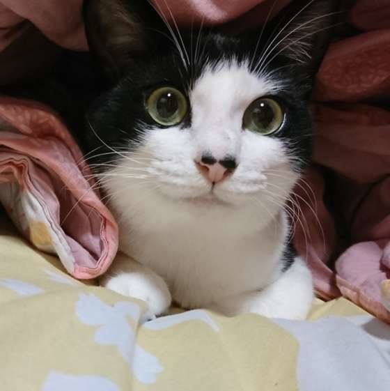 アン  MIX　黒×白