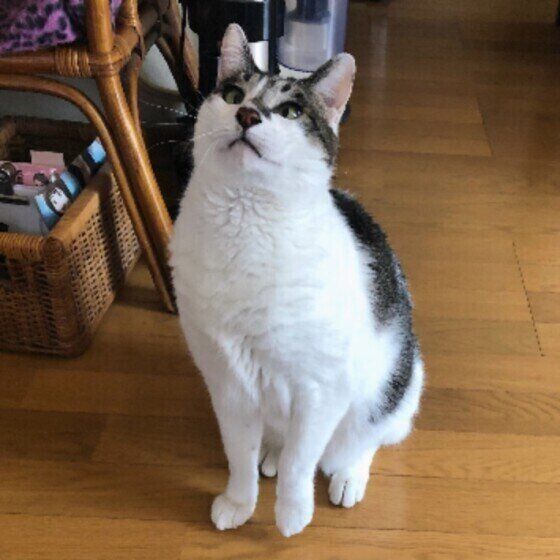 ジャンプの準備をする黒白MIXのラブくん