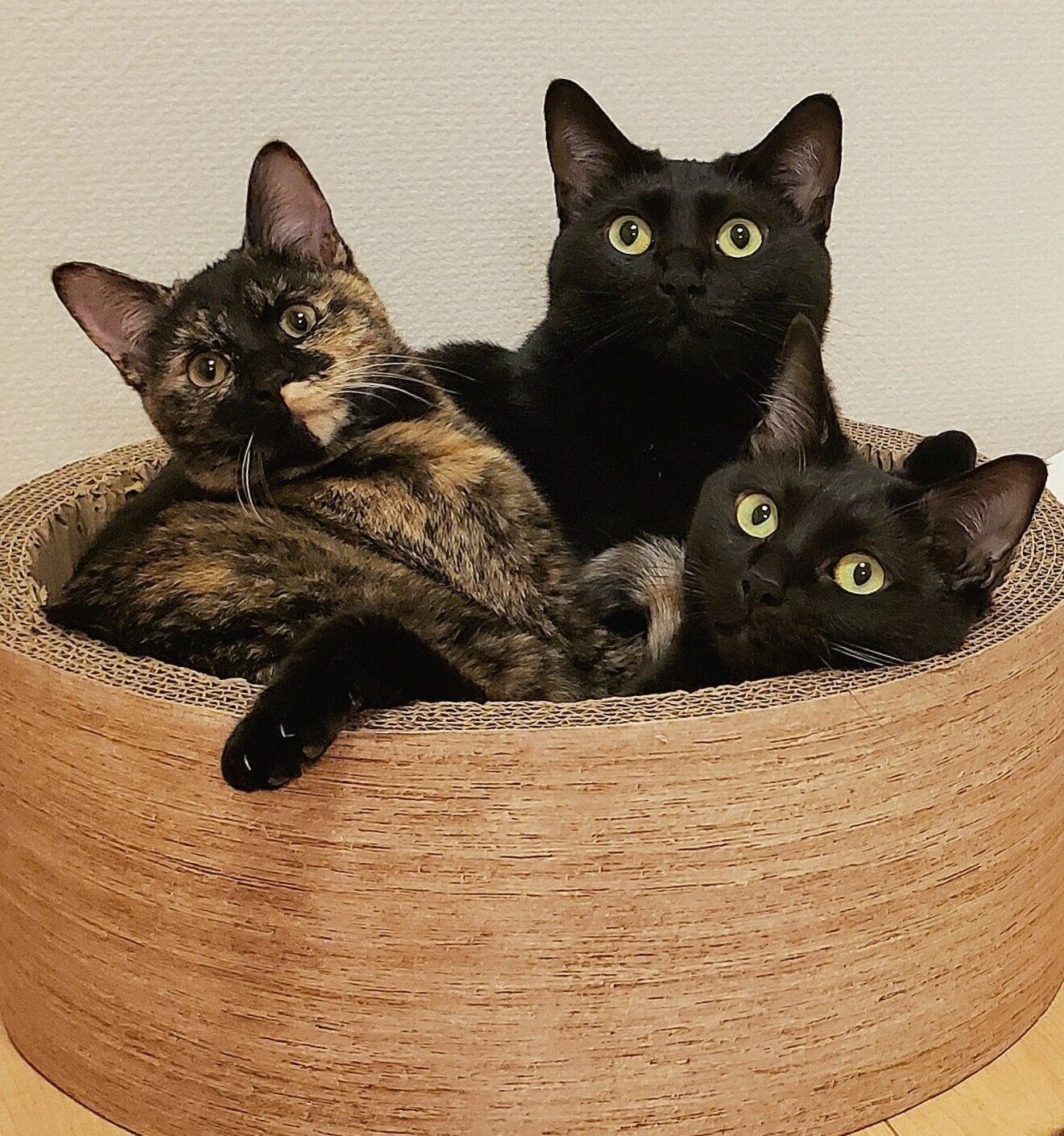 先住猫たちにくっつくサッサちゃん