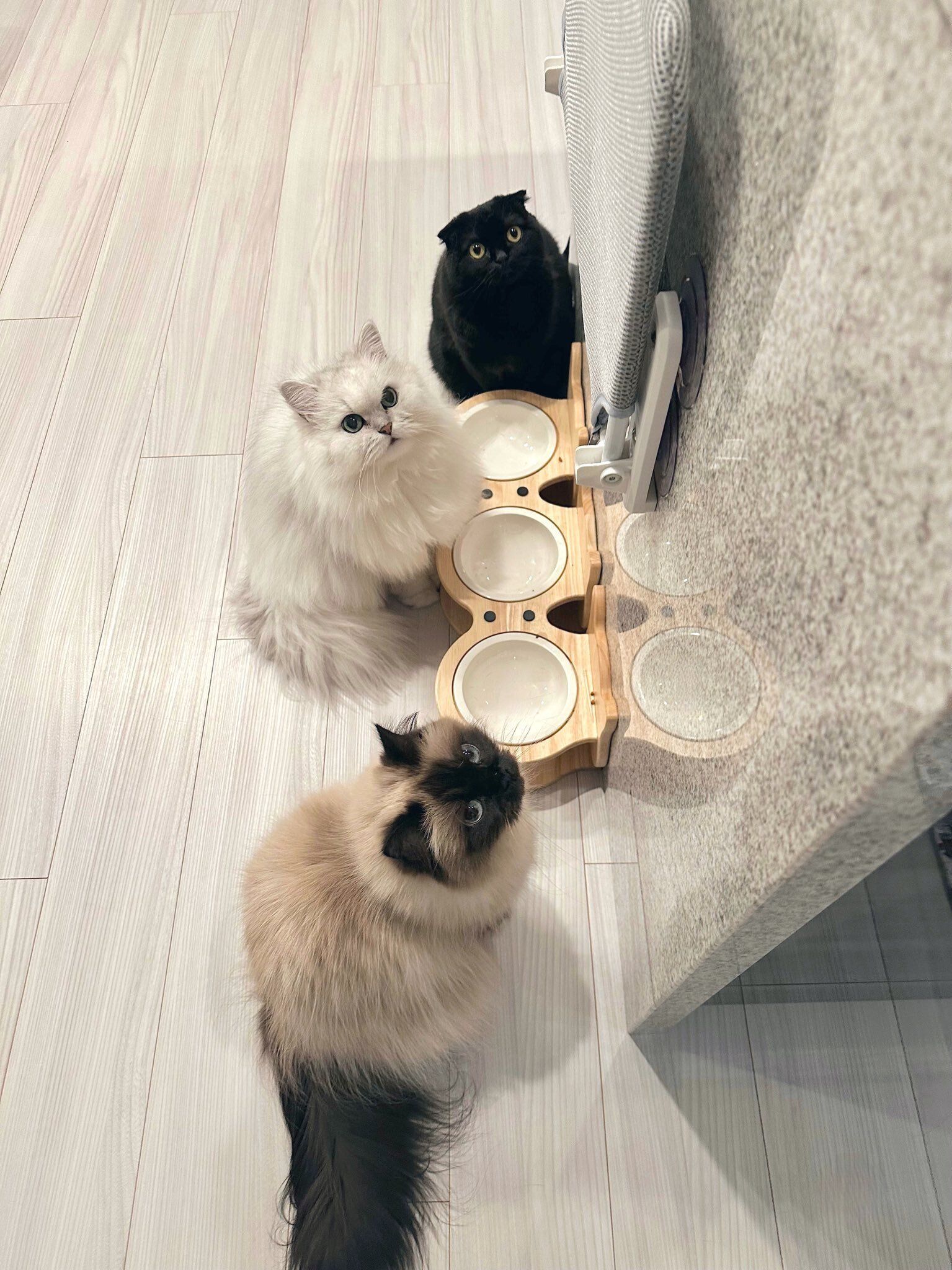 ごはんを待っている3匹の猫