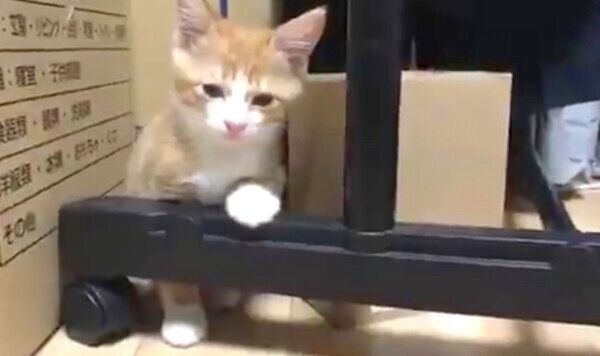 電池切れするいなりくん